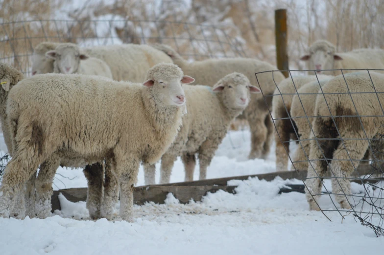 a herd of sheep in snow with fence