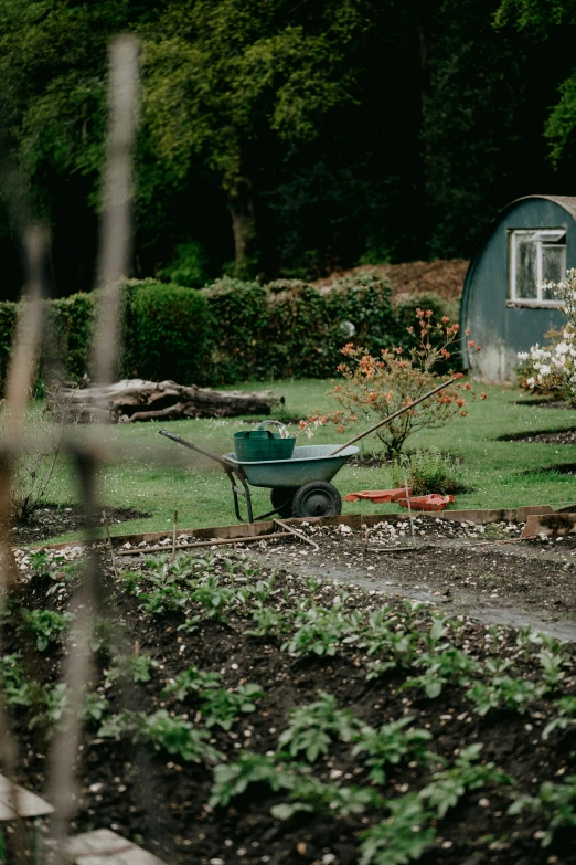 a wheelbarrow in the yard in the foreground with a shed and trees behind it