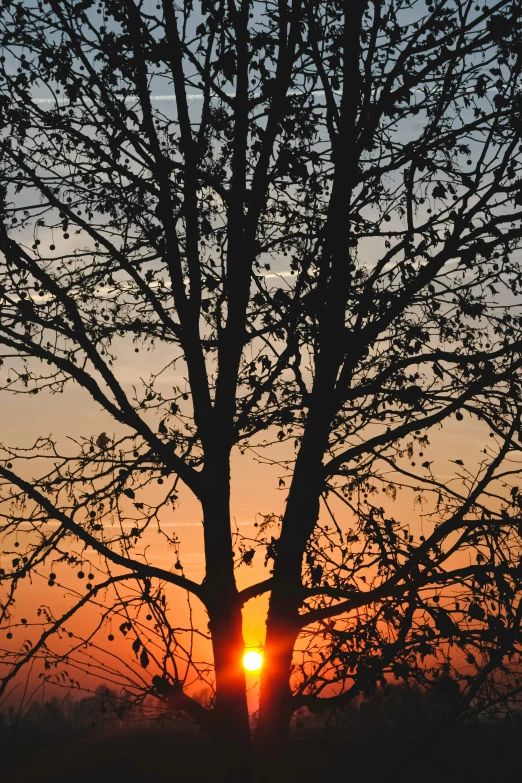 sunset seen through a tree on a cloudy day