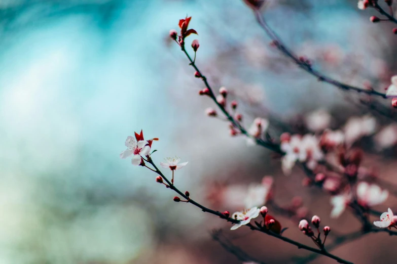 a close up of some pretty pink flowers