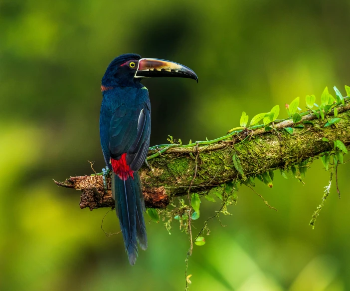 a colorful bird sits on a nch