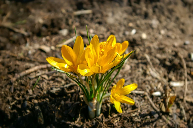 some yellow flowers blooming from the ground in the dirt