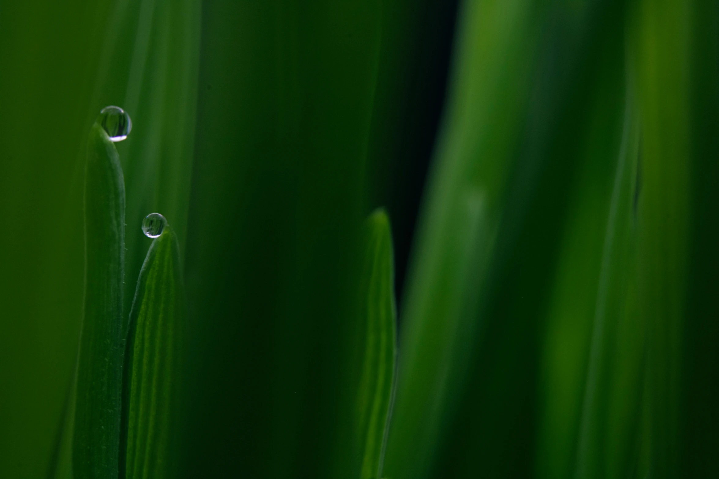 dew droplets are sitting on some very pretty green grass