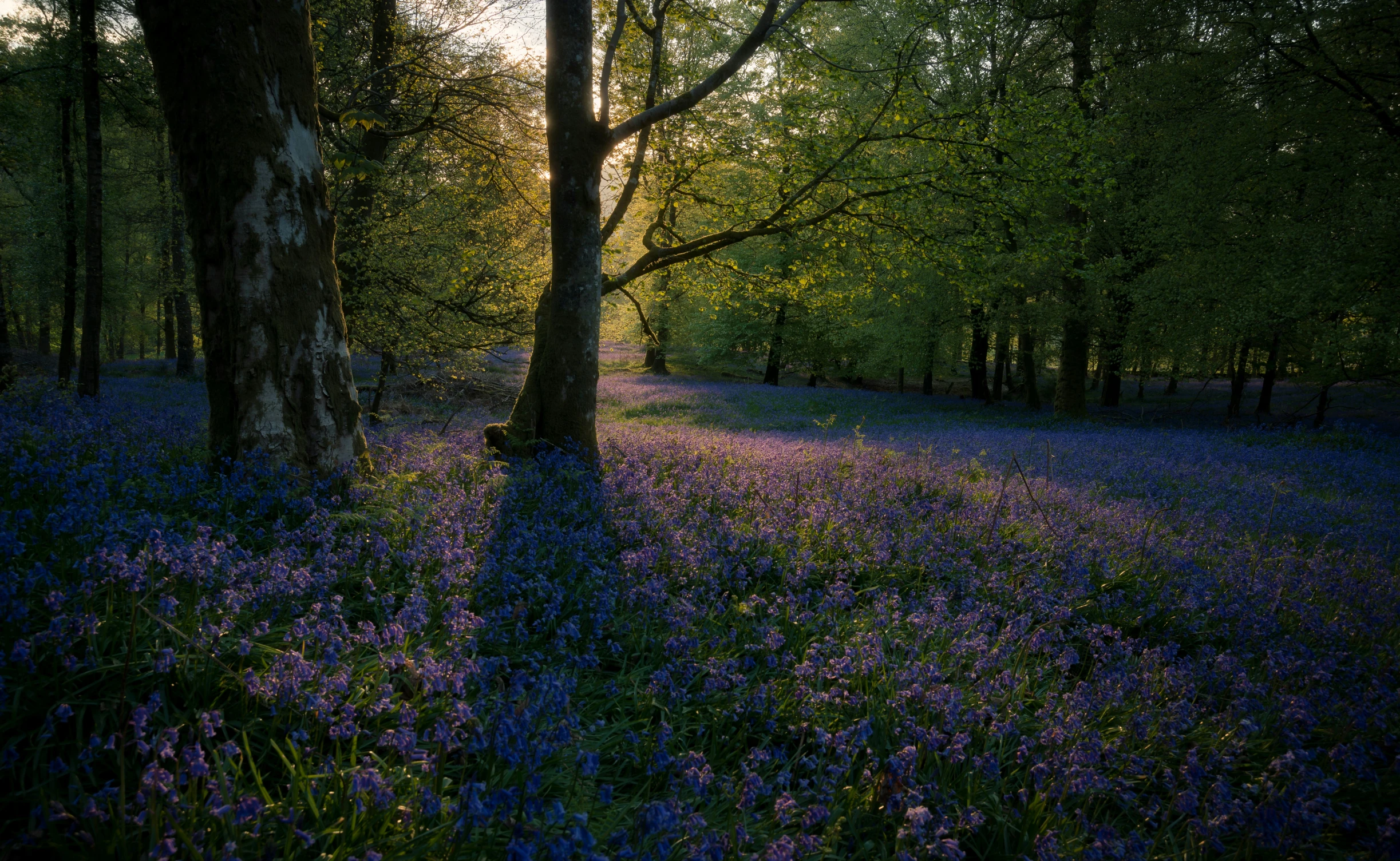 a forest filled with lots of purple flowers