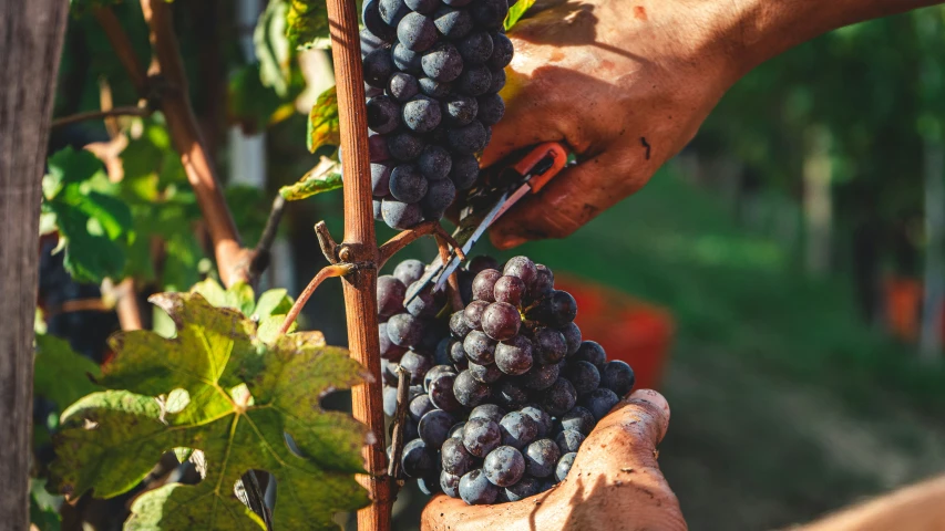 a person picking a bunch of gs from a vine