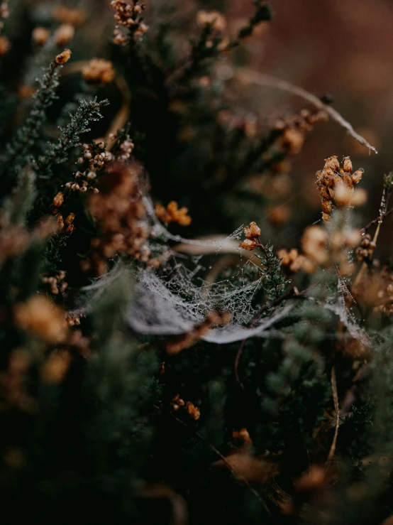 the flowers are covered with dew on the plants