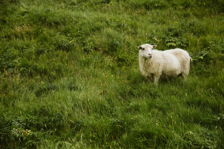 a sheep standing on a grass covered field