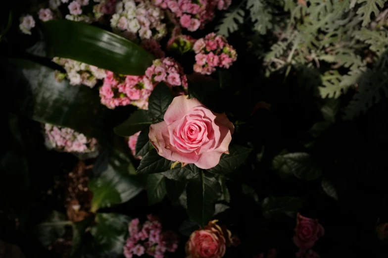 pink and white flowers in some plants