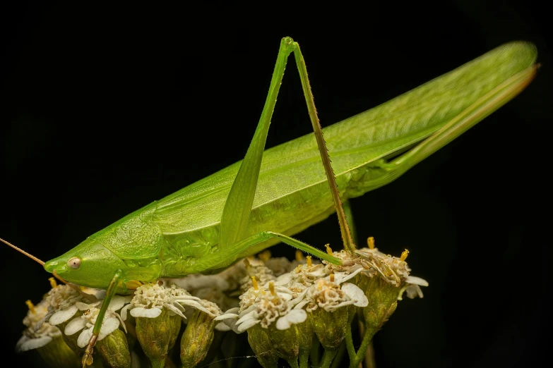 a green insect sitting on a flower stem