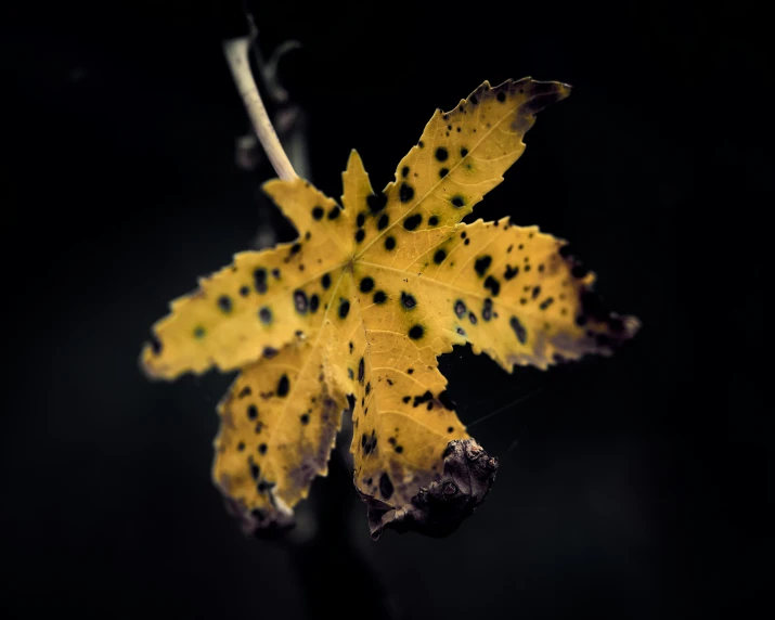 a close up view of a leaf that is already on its stalk