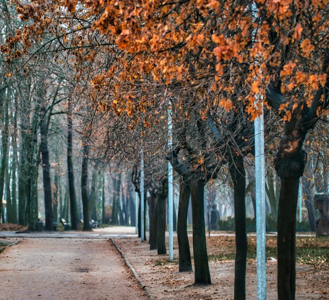 a tree lined path lined with many trees