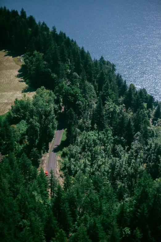 an aerial view of some green trees in front of the water