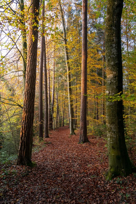 the path is marked with leaf fall colors