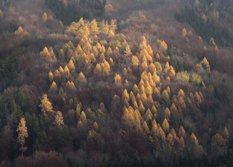 an aerial view of trees in the forest