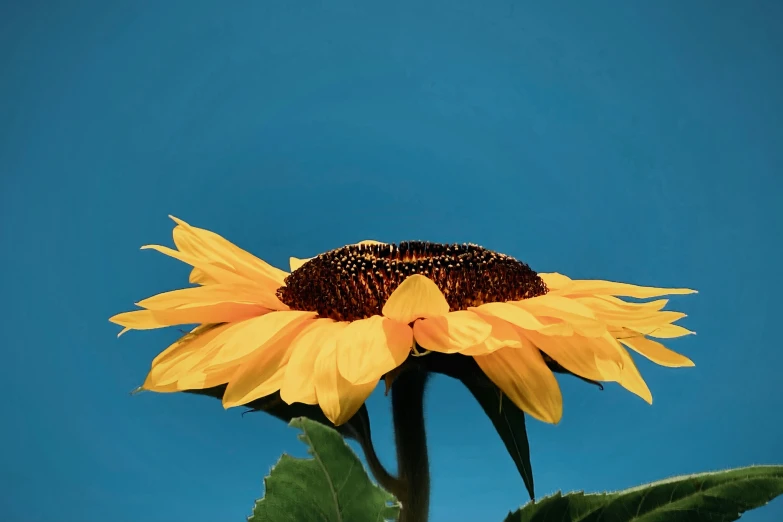 a yellow sunflower in front of a blue background