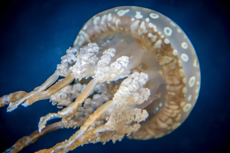 a jellyfish with white tips and spots floating in the water