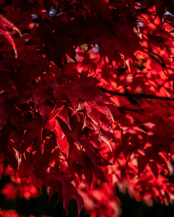 the leaves are red and they are very bright