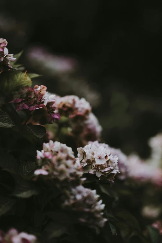 a bunch of flowers with small purple leaves in the background