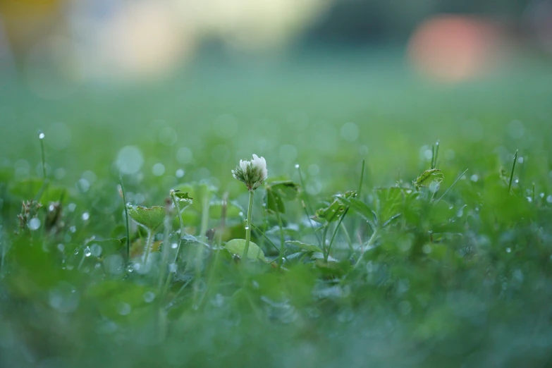 a green field with little flowers, grass and dew