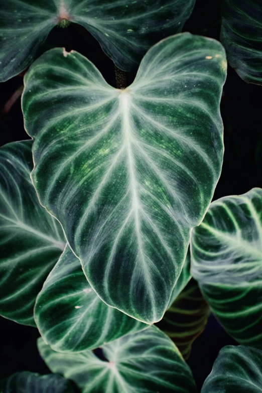 some very pretty green and white leaves