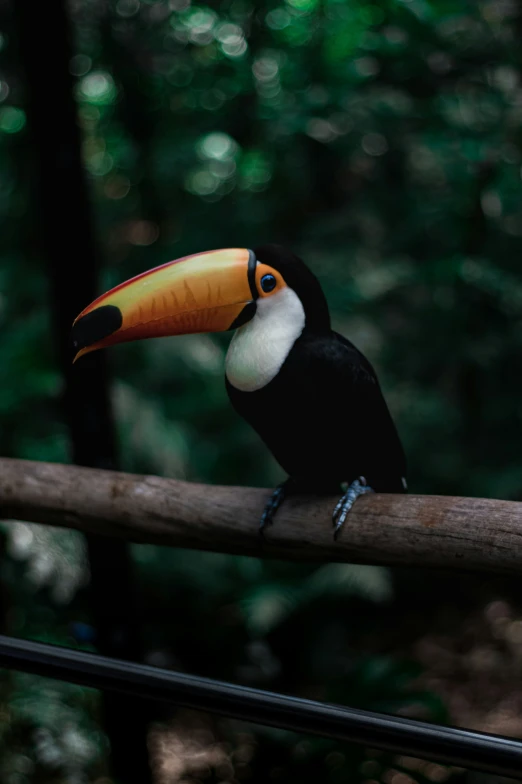 a close up of a toucan perched on a tree limb