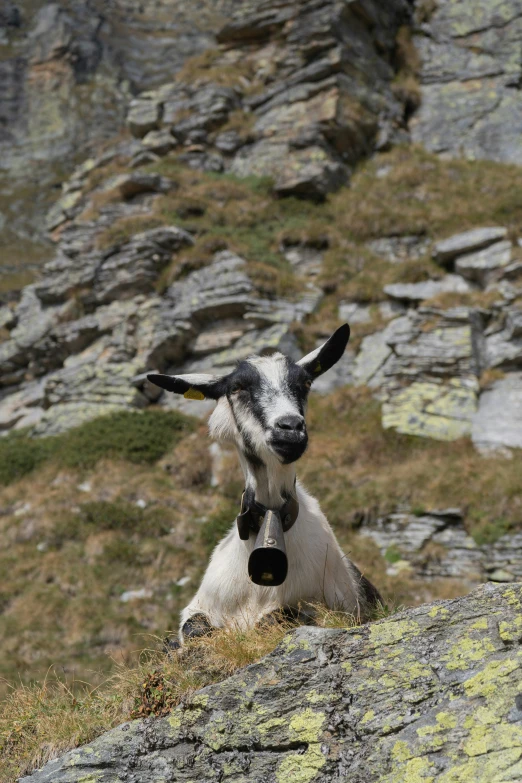 a goat sitting on top of a rock near a rocky hill