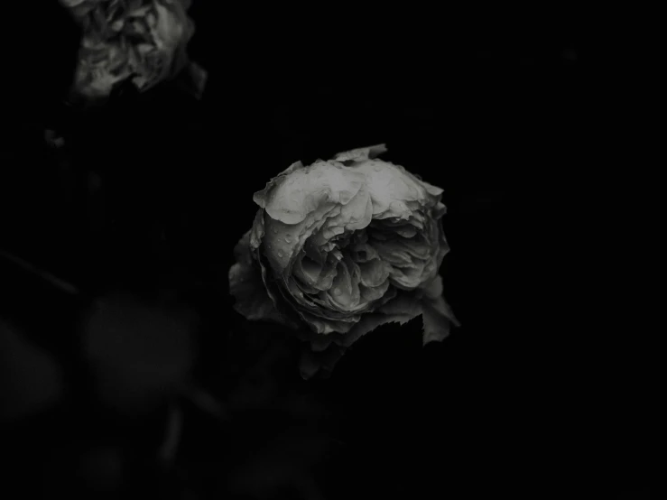 a flower is placed on the table, against the dark background