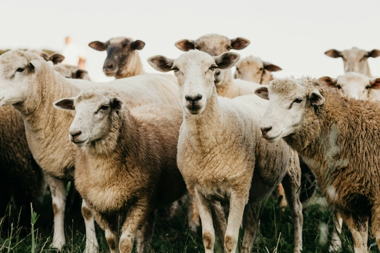 many sheep standing close together in the grass