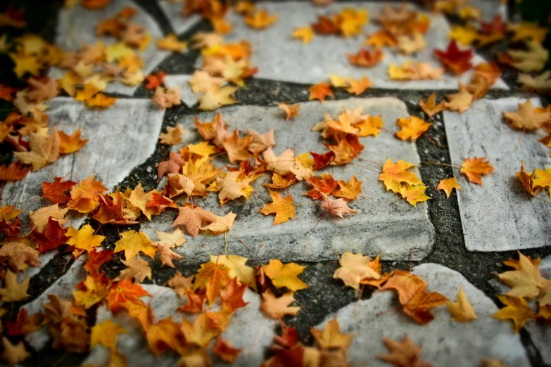 a black and white tile with orange autumn leaves on it