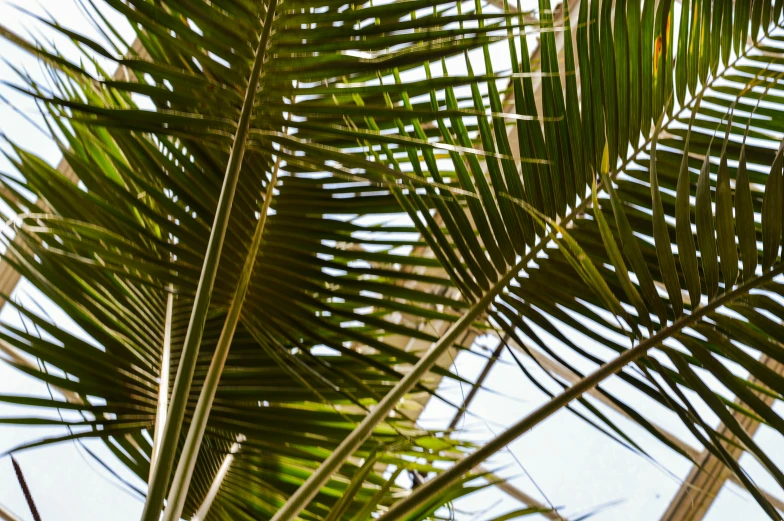 palm tree leaves in the wind with blue skies