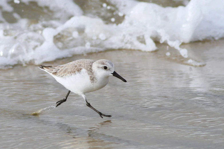 a little bird walking across a wet sand beach