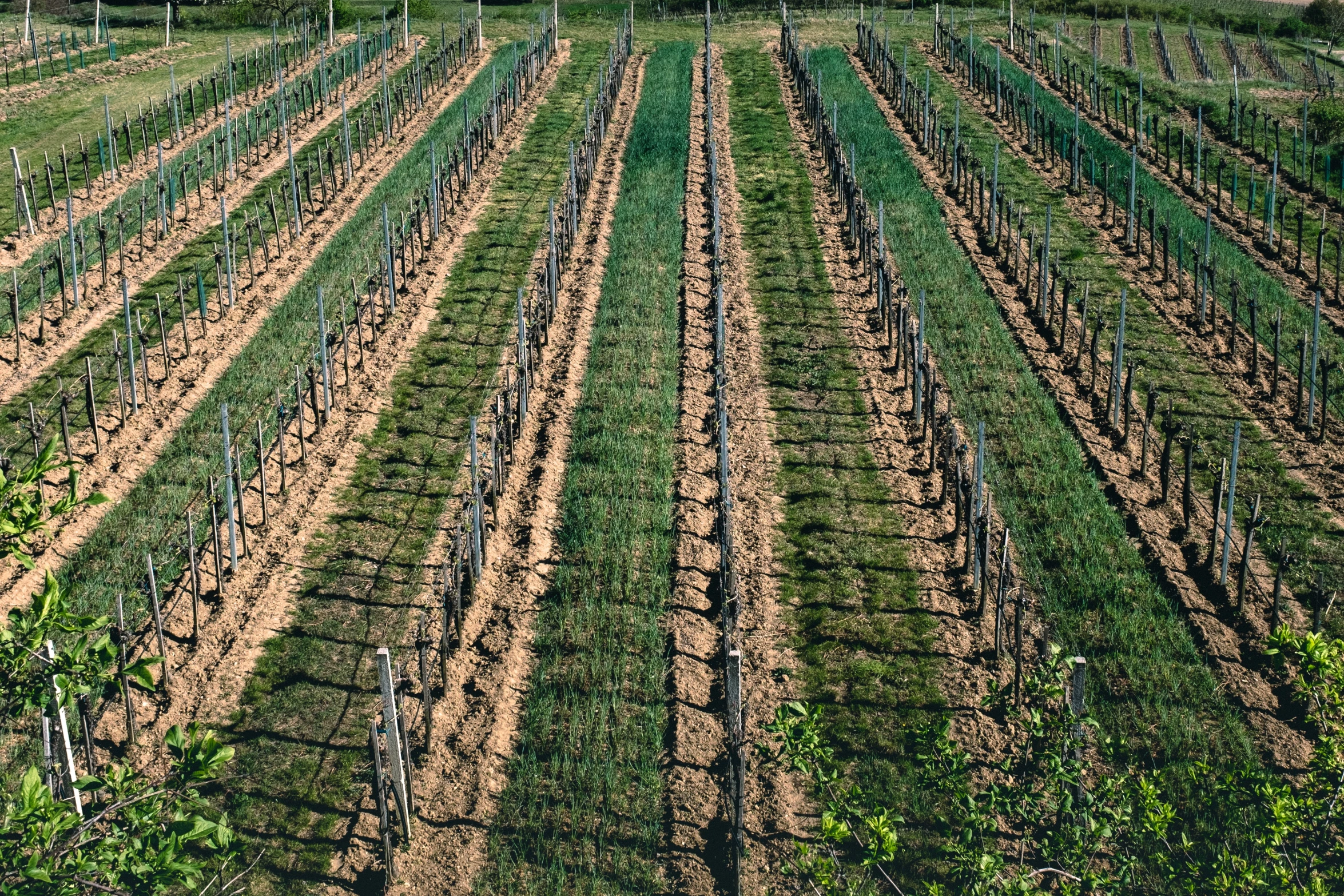 a big field full of green trees and brown dirt