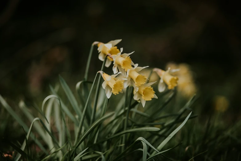 some little flowers that are growing out of the grass