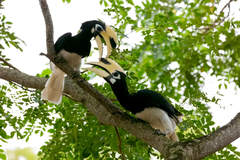 a couple of birds are standing on a tree nch