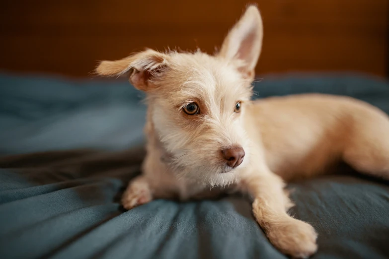 a small white dog laying on top of a bed