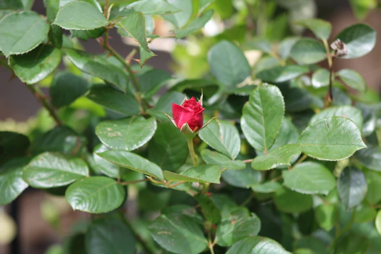 a red flower sitting between two green leaves