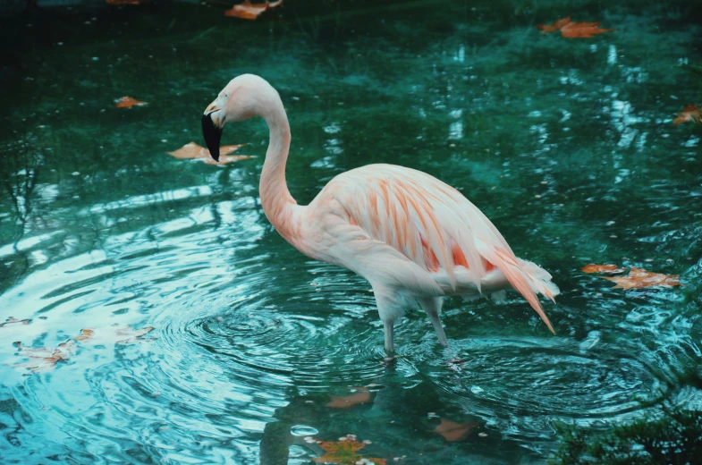 a flamingo is standing in the water near leaves