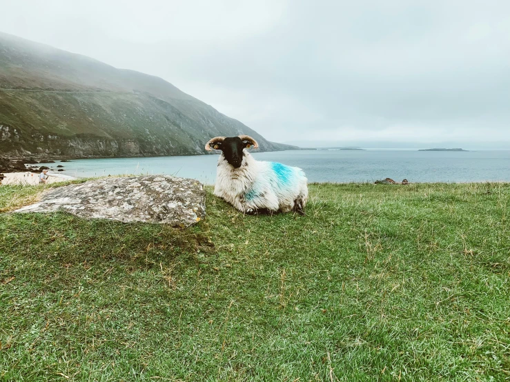 a sheep sits on a grassy hill near a lake