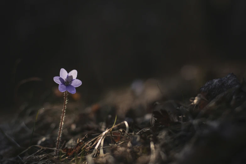 a flower sitting on the ground in the dark