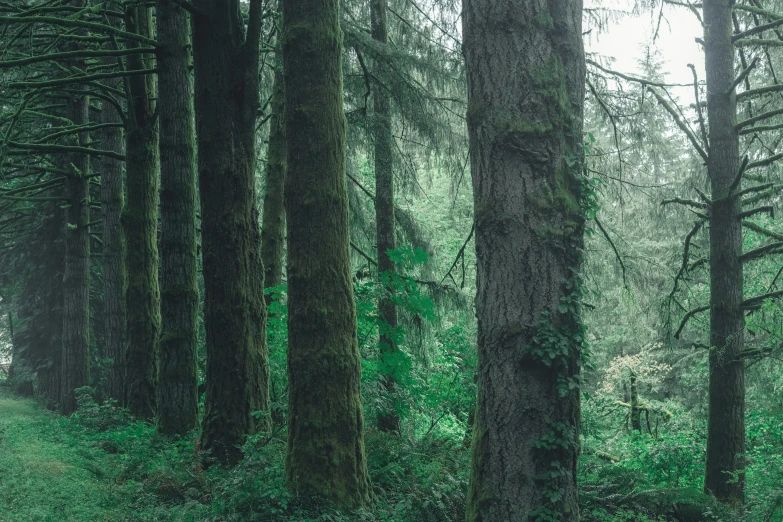 the fog is covering all the trees in this green forest