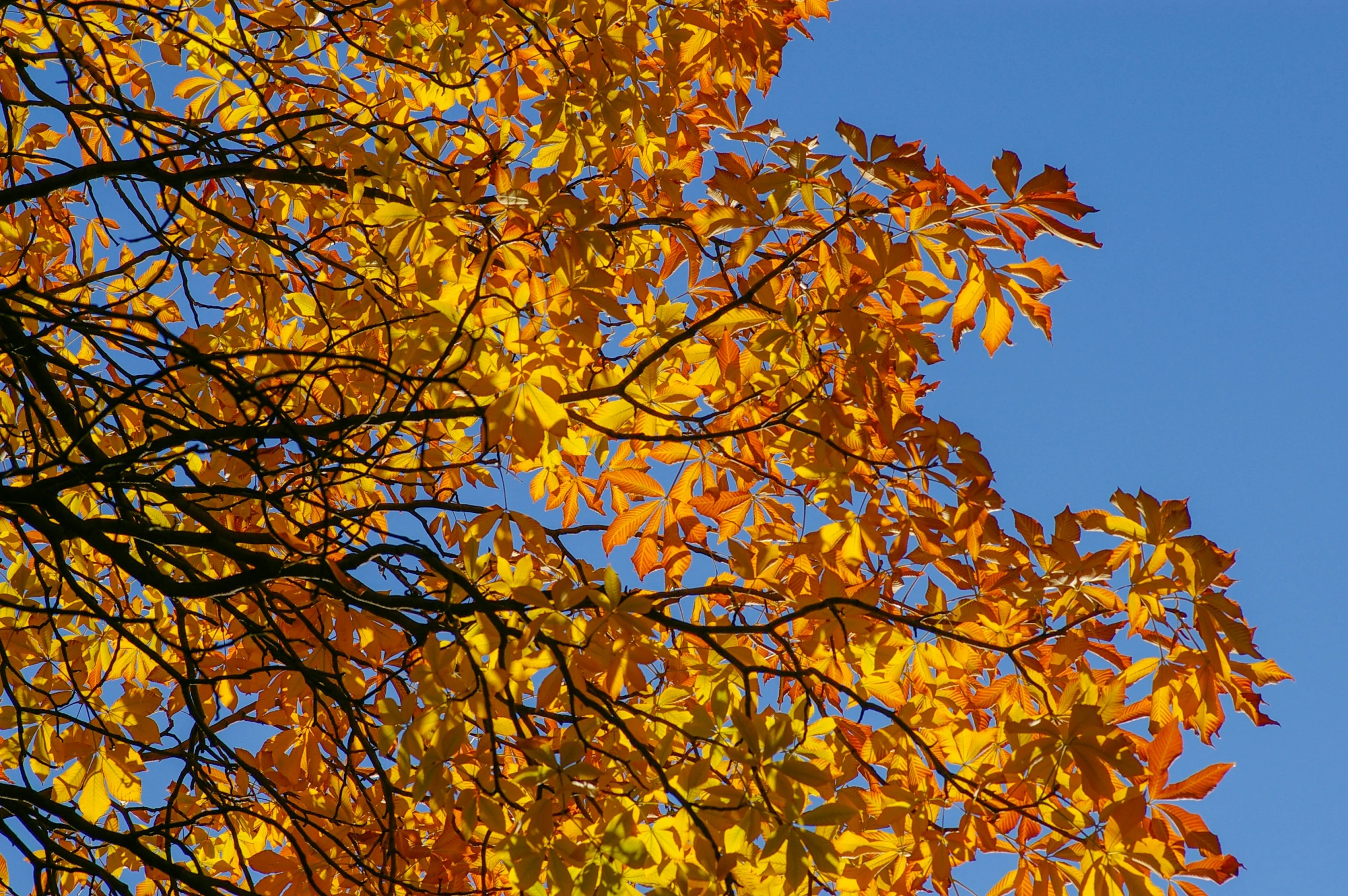 bright yellow leaves on a large tree, against a blue sky