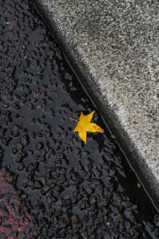 a yellow leaf is sitting on the ground