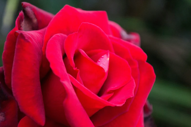 close up of the petals of a red rose