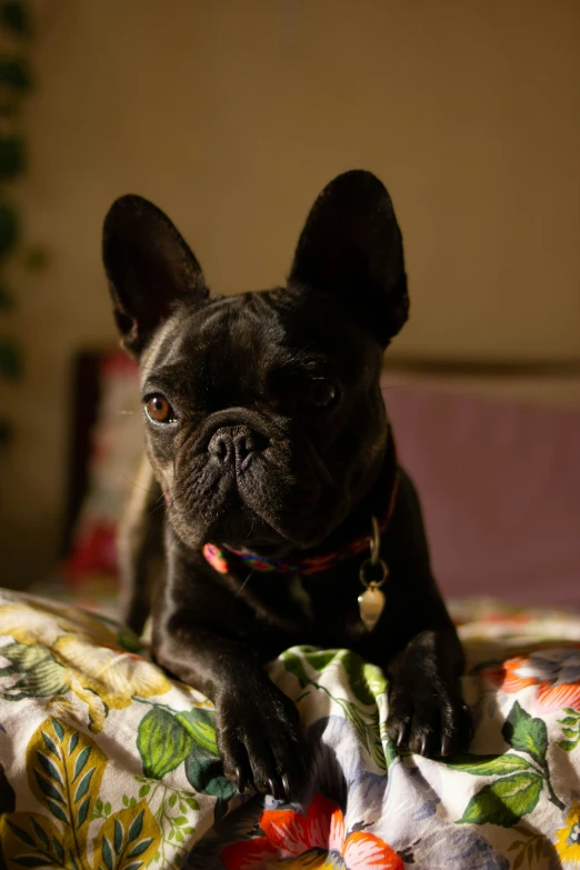 a dog laying on top of a bed with a colorful pillow