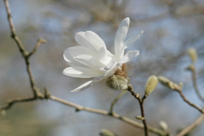 a flower with buds that is budding in front of the tree
