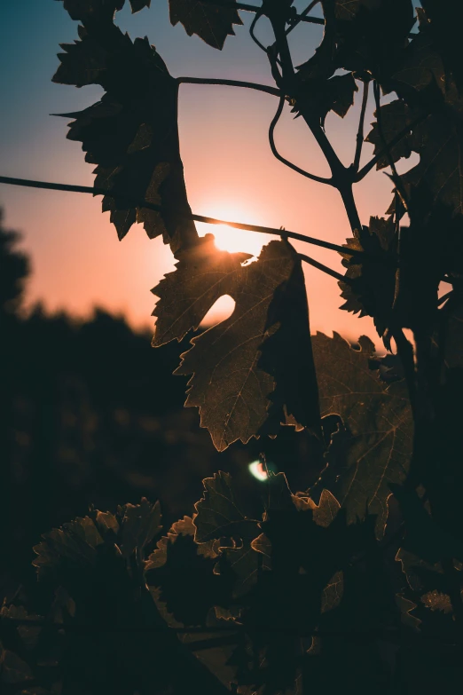 the sun is shining through some vines