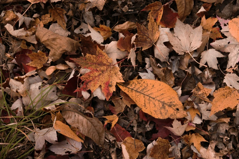 the autumn leaves are turning brown in this pograph