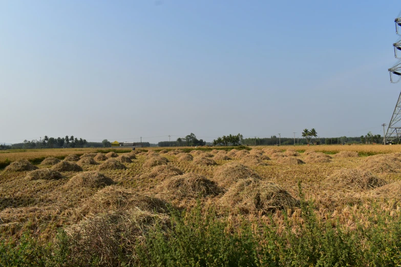 a field with some kind of antenna sticking out of it