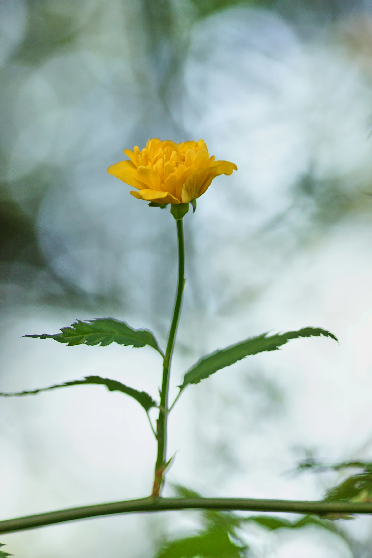 a single yellow flower bud with green leaves