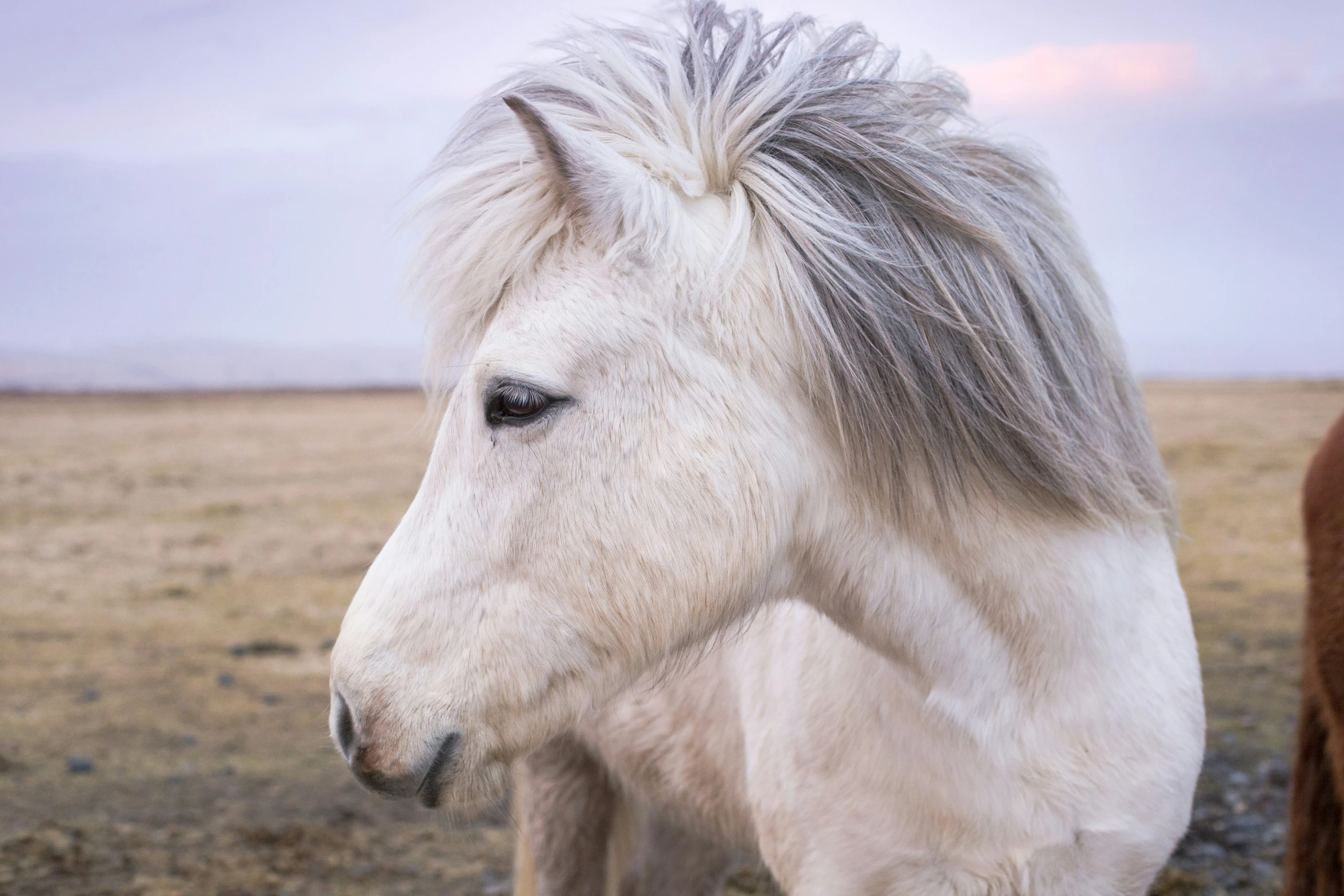 a large white horse standing on top of a dry grass covered field